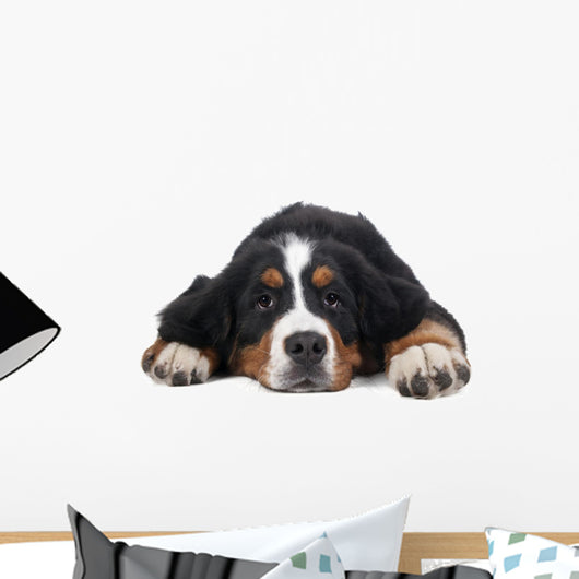 Berner Sennenhund on White Background in Studio 