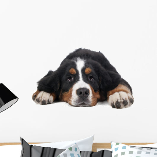 Berner Sennenhund on White Background in Studio 
