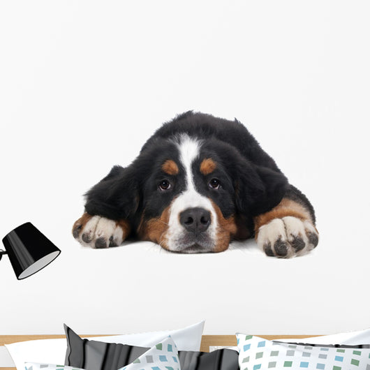 Berner Sennenhund on White Background in Studio 