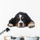 Berner Sennenhund on White Background in Studio 