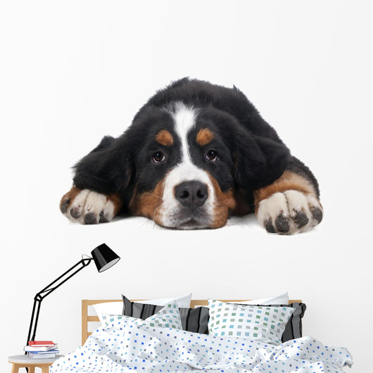 Berner Sennenhund on White Background in Studio 