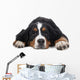Berner Sennenhund on White Background in Studio 
