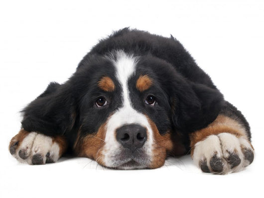 Berner Sennenhund on White Background in Studio 