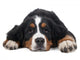 Berner Sennenhund on White Background in Studio 