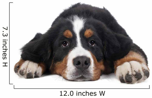 Berner Sennenhund on White Background in Studio 