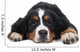 Berner Sennenhund on White Background in Studio 