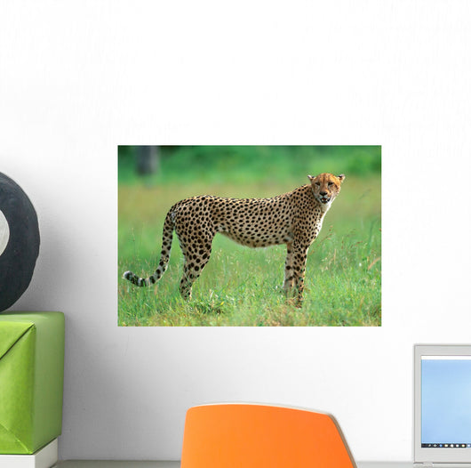 Cheetah in National Park of South Africa 