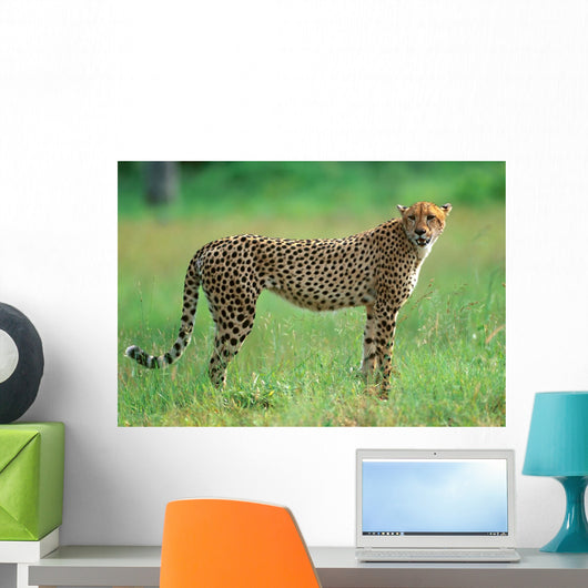 Cheetah in National Park of South Africa 