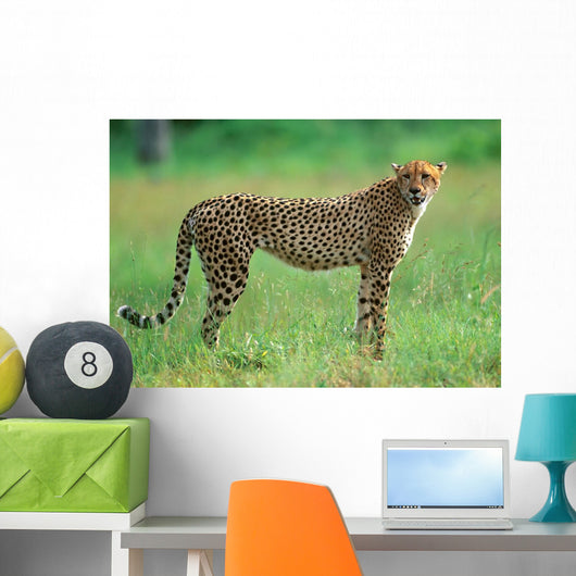 Cheetah in National Park of South Africa 
