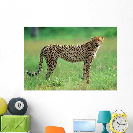 Cheetah in National Park of South Africa 