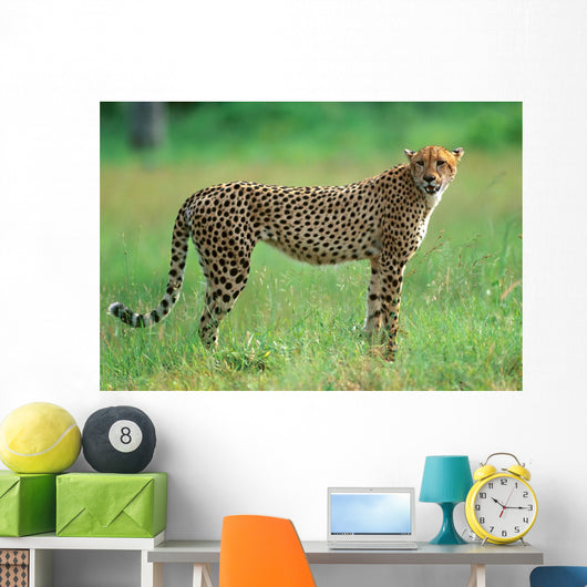 Cheetah in National Park of South Africa 