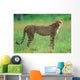 Cheetah in National Park of South Africa 