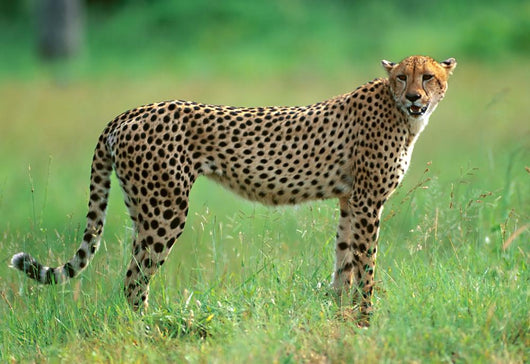 Cheetah in National Park of South Africa 