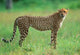 Cheetah in National Park of South Africa 