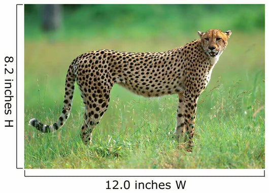 Cheetah in National Park of South Africa 