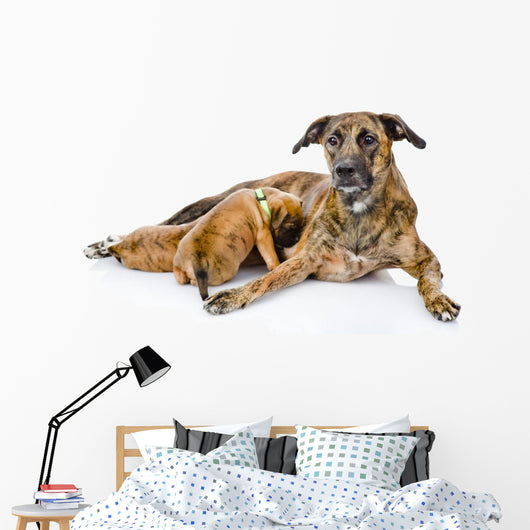 Adult Dog Feeds the Puppies. Isolated on White Background 