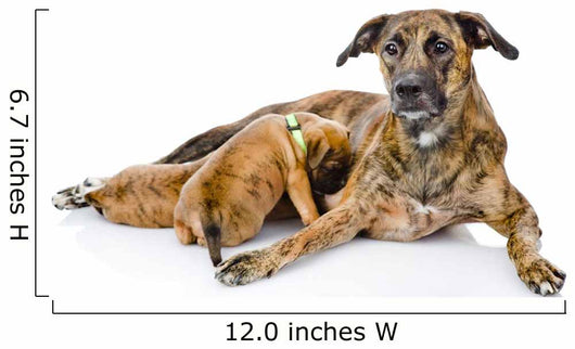 Adult Dog Feeds the Puppies. Isolated on White Background 