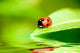 Ladybug Balanced on a Bright Green Leaf Wall Mural
