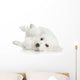 Bichon Frise Dog Resting 