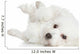 Bichon Frise Dog Resting 