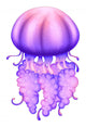 A Lavender Jellyfish 
