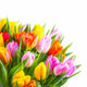 Tulip Bouquet Against a White Background 