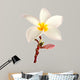 Single Frangipani Plumeria Wall Decal