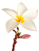 Single Frangipani Plumeria Wall Decal