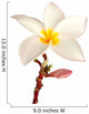 Single Frangipani Plumeria Wall Decal