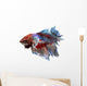 Siamese Fighting Fish .clipping Path Included. 
