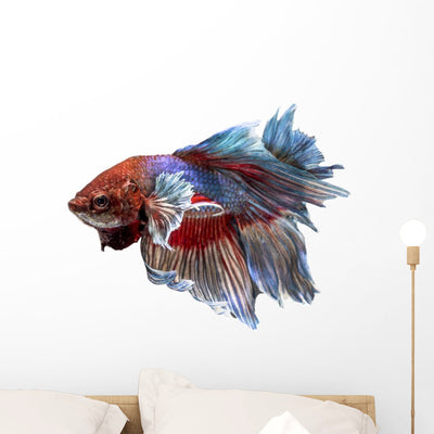 Siamese Fighting Fish Clipping shown on a wall