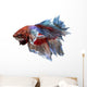 Siamese Fighting Fish .clipping Path Included. 