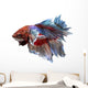 Siamese Fighting Fish .clipping Path Included. 