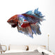 Siamese Fighting Fish .clipping Path Included. 
