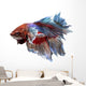 Siamese Fighting Fish .clipping Path Included. 
