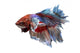 Siamese Fighting Fish .clipping Path Included. 