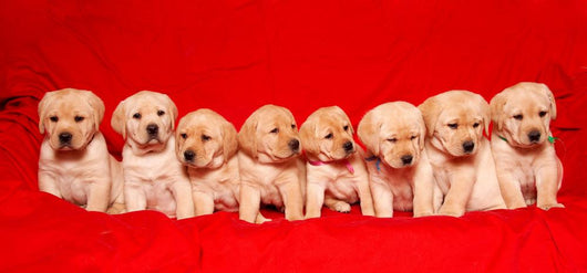 Puppies Wall Mural