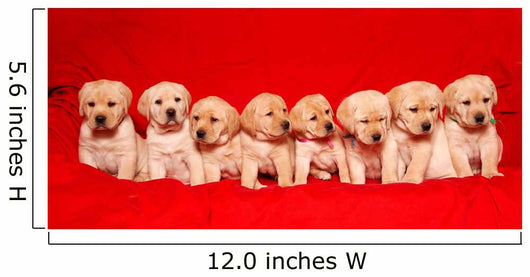 Puppies Wall Mural
