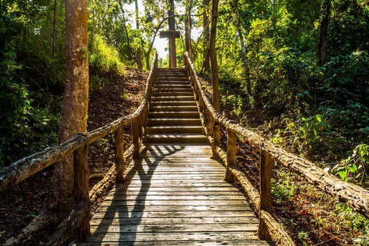path in woods, chiangmai Thailand 