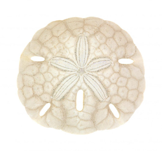 Old Sand Dollar Wall Decal