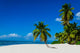 Tropical sandy beach with palm trees, Dominican Republic 