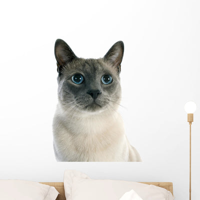 Siamese Cat shown on a wall