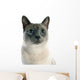 Siamese Cat 