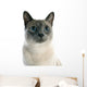 Siamese Cat 