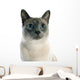 Siamese Cat 