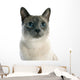 Siamese Cat 
