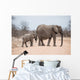 Elephants crossing road in Kruger Park, South Africa 