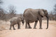 Elephants crossing road in Kruger Park, South Africa 