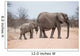 Elephants crossing road in Kruger Park, South Africa 