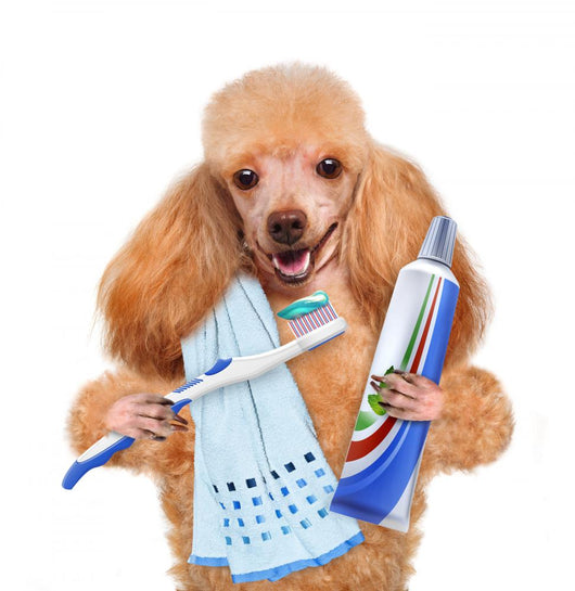 Brushing Teeth Dog Wall Decal